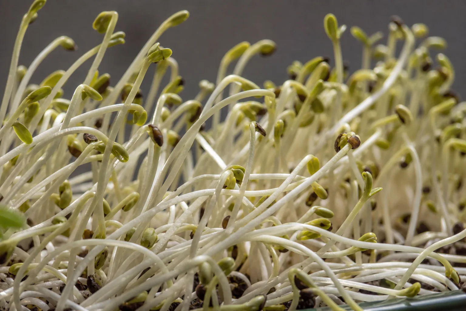 Pale overly tall microgreen stems leaning and collapsing in a tray