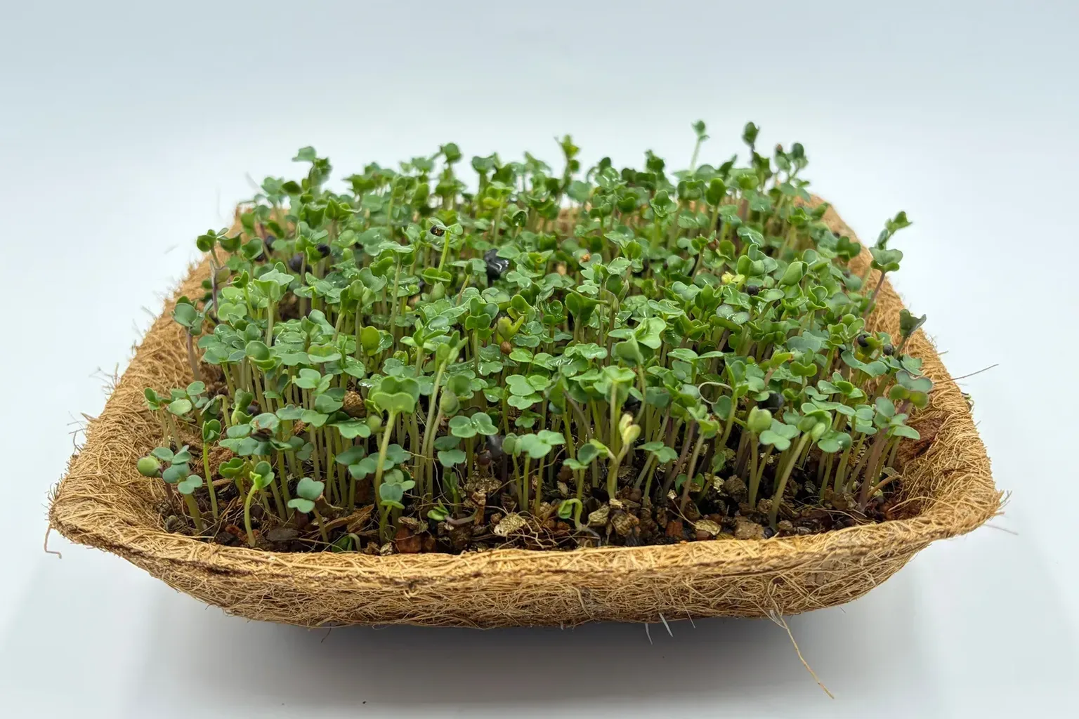Fresh Microgreens At Home — photo 2