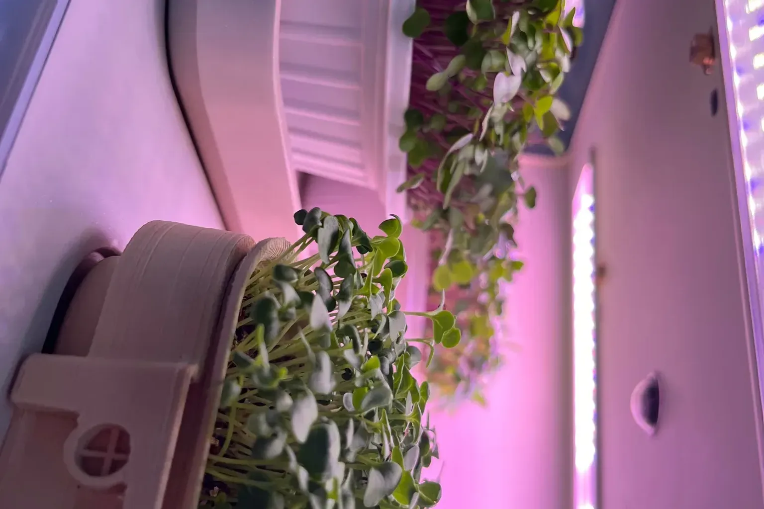 Compact countertop food computer with vivid microgreens growing inside under soft LED light