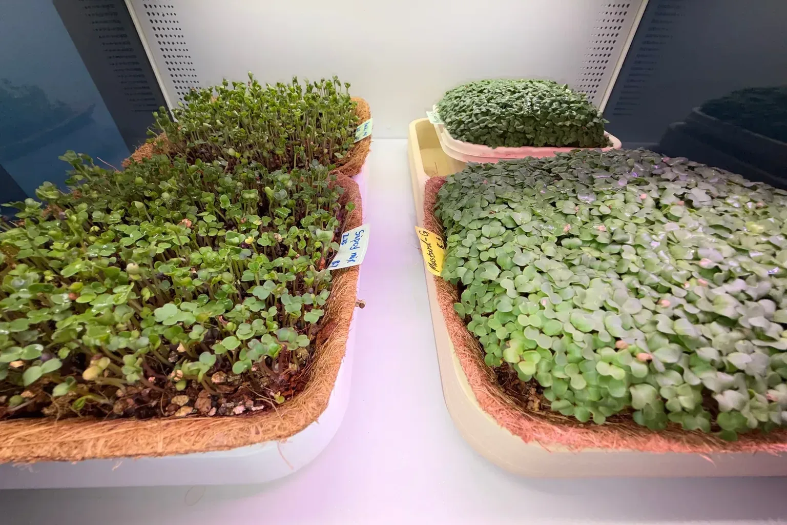 Future Of Home Farming — photo 2