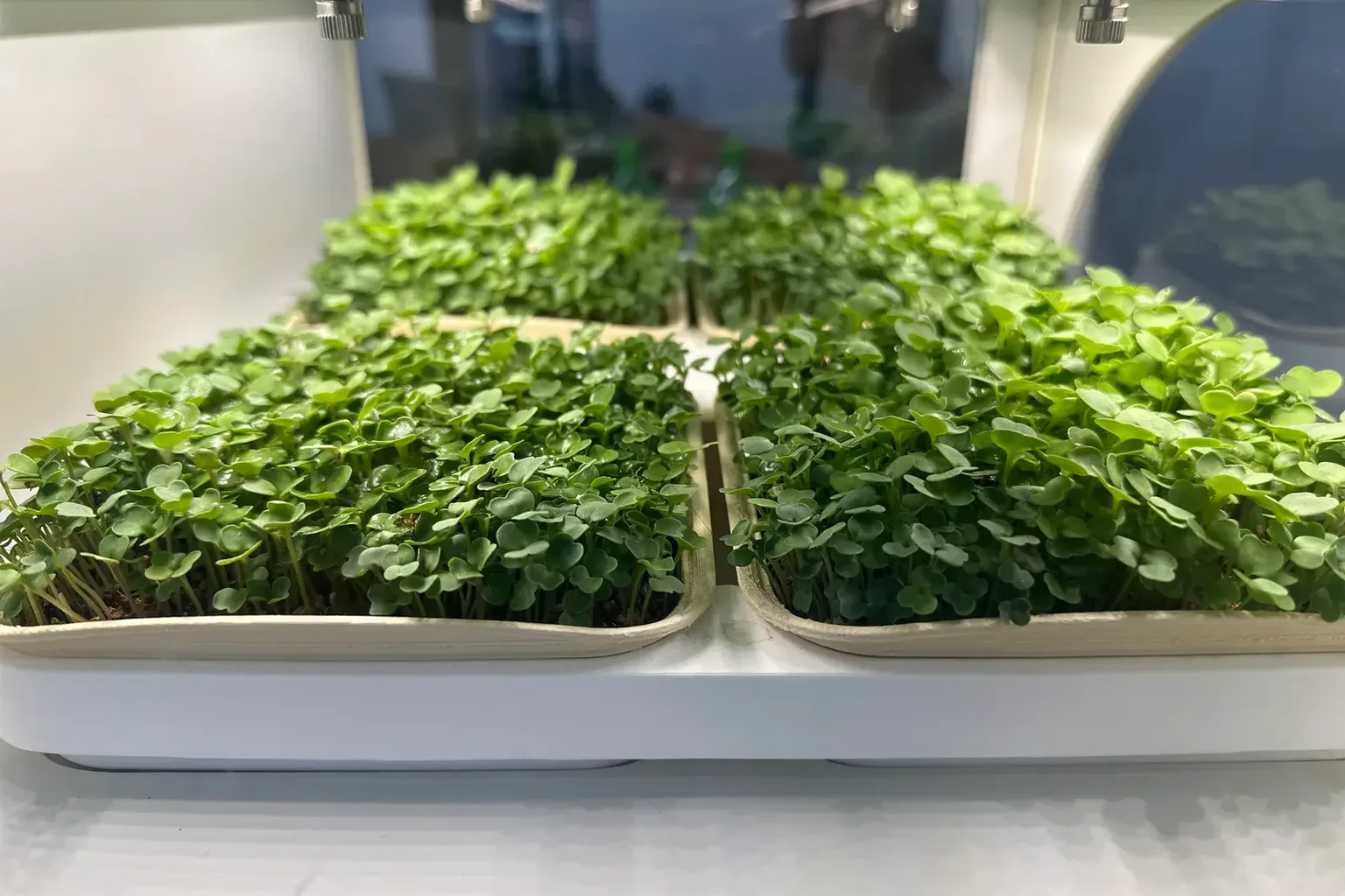 Grow Vs Buy Microgreens — photo 2