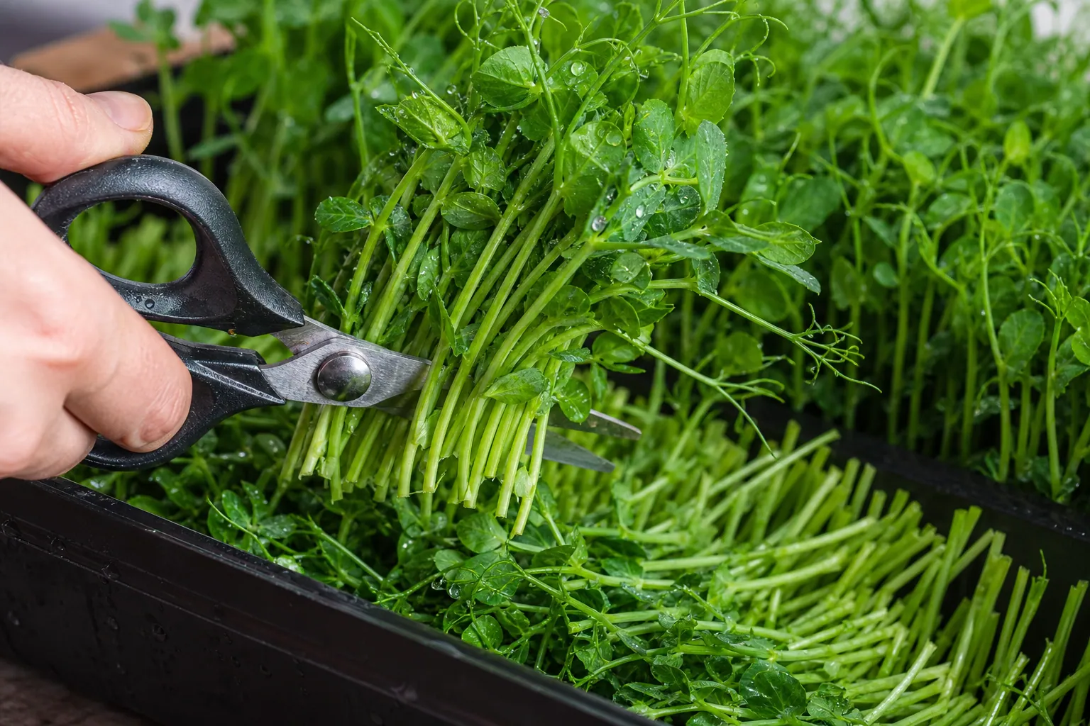 High Protein Microgreens — photo 1