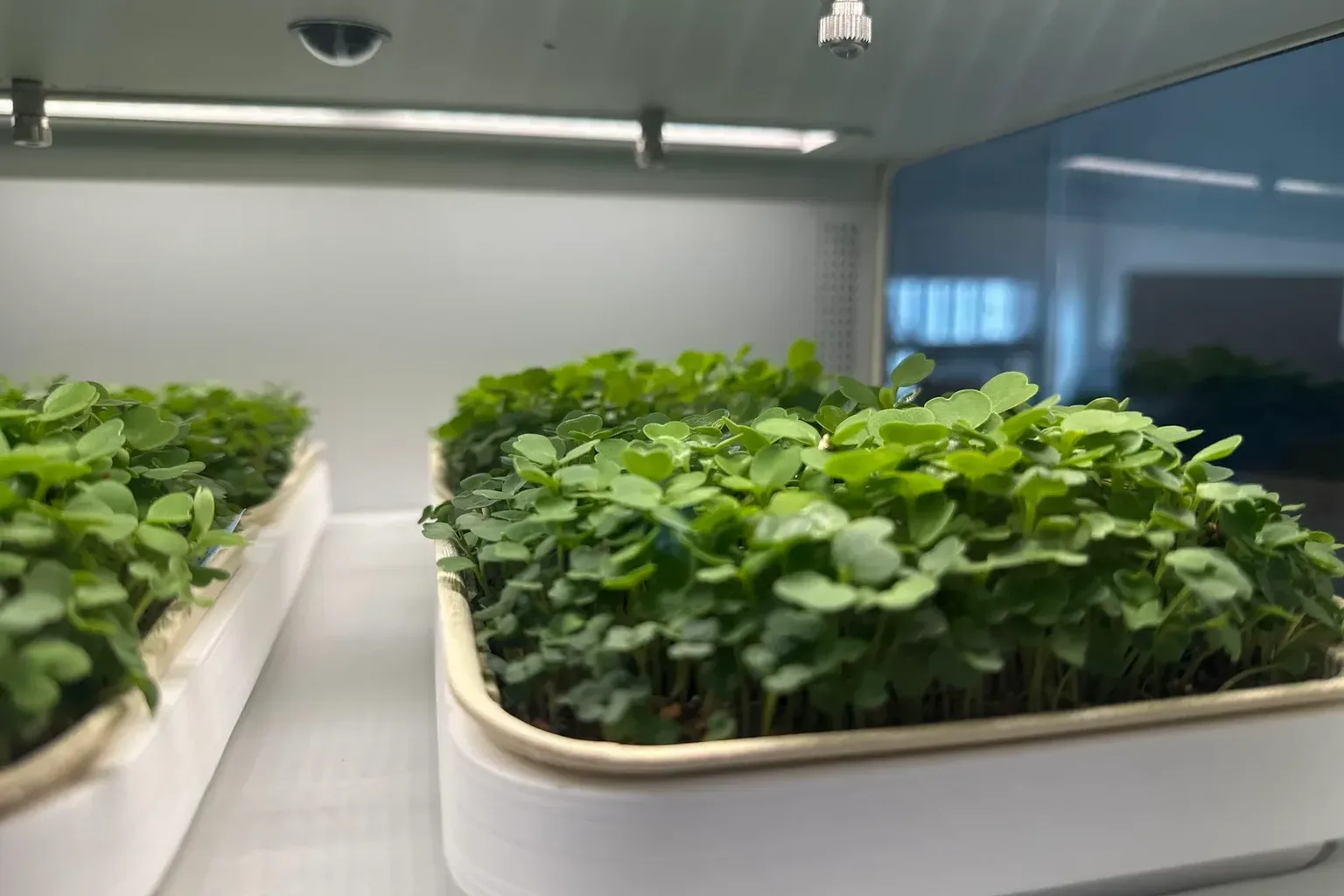 AI Microgreens Grower — photo 2