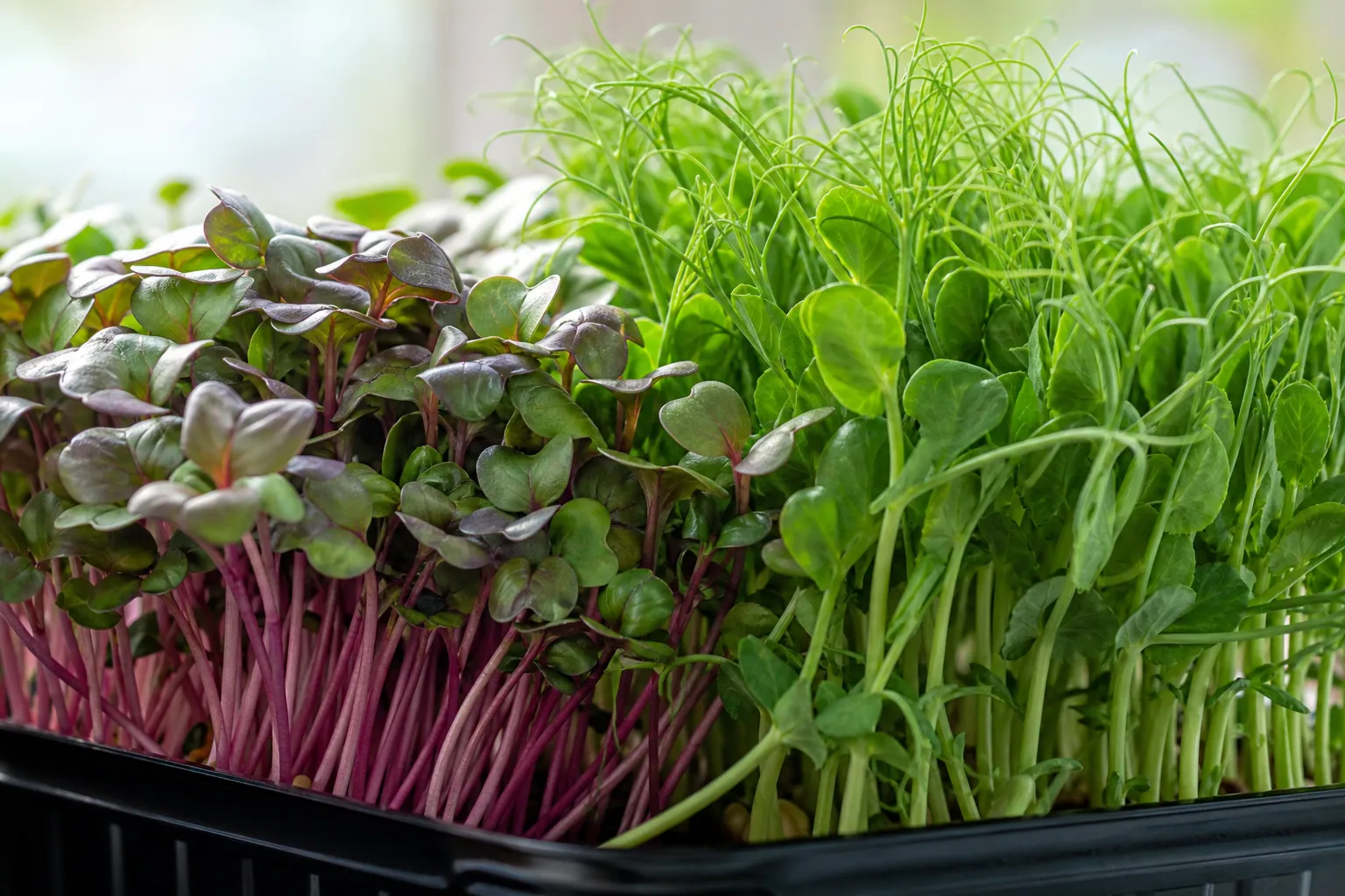 How To Grow Microgreens At Home — photo 1