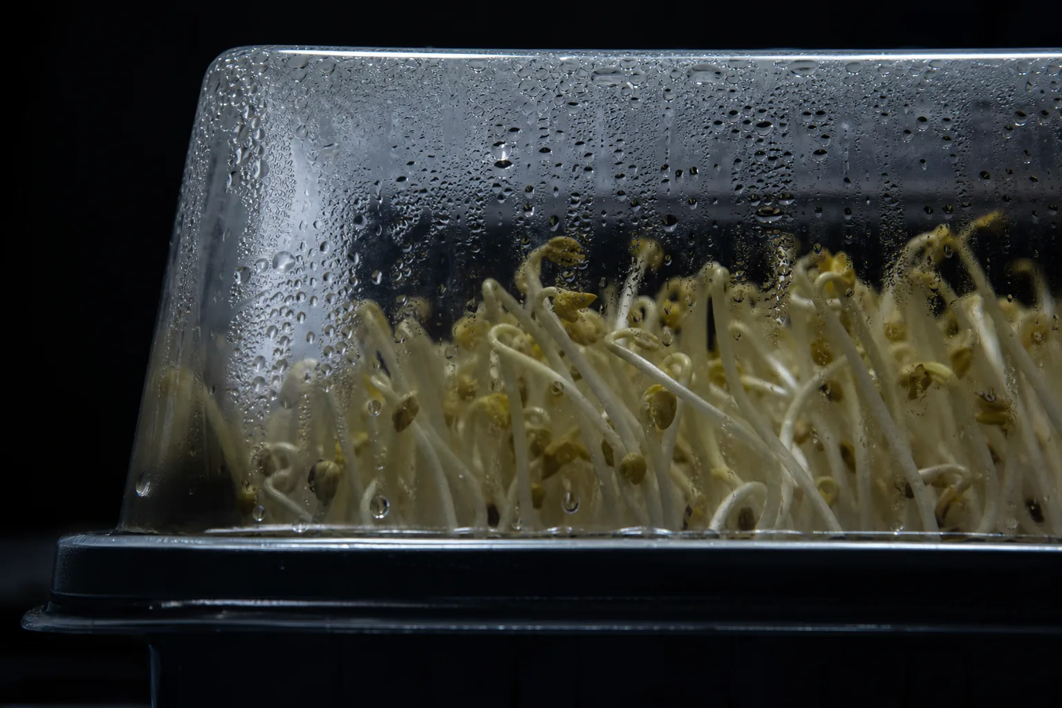 Pale microgreen sprouts under a clear humidity dome during the blackout germination stage