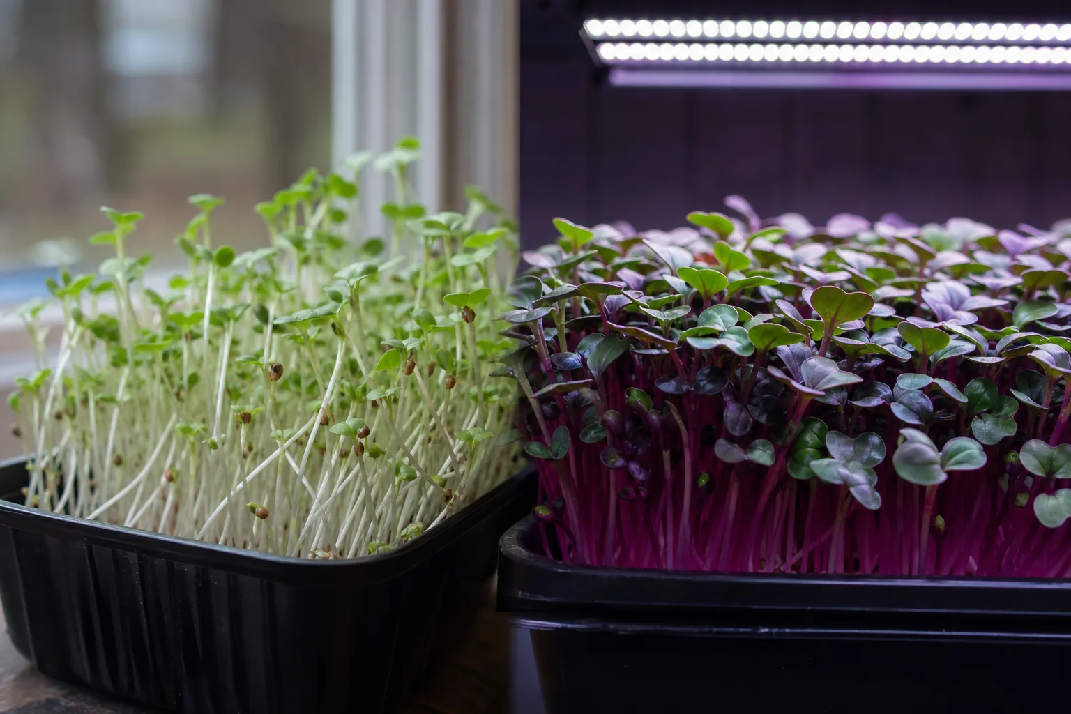 Two side-by-side microgreen trays, one pale and stretched under weak window light and one compact and richly colored under an LED panel