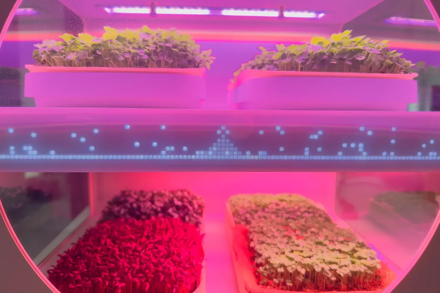 A countertop microgreens device with an integrated LED panel glowing over a dense tray of green shoots in a bright kitchen