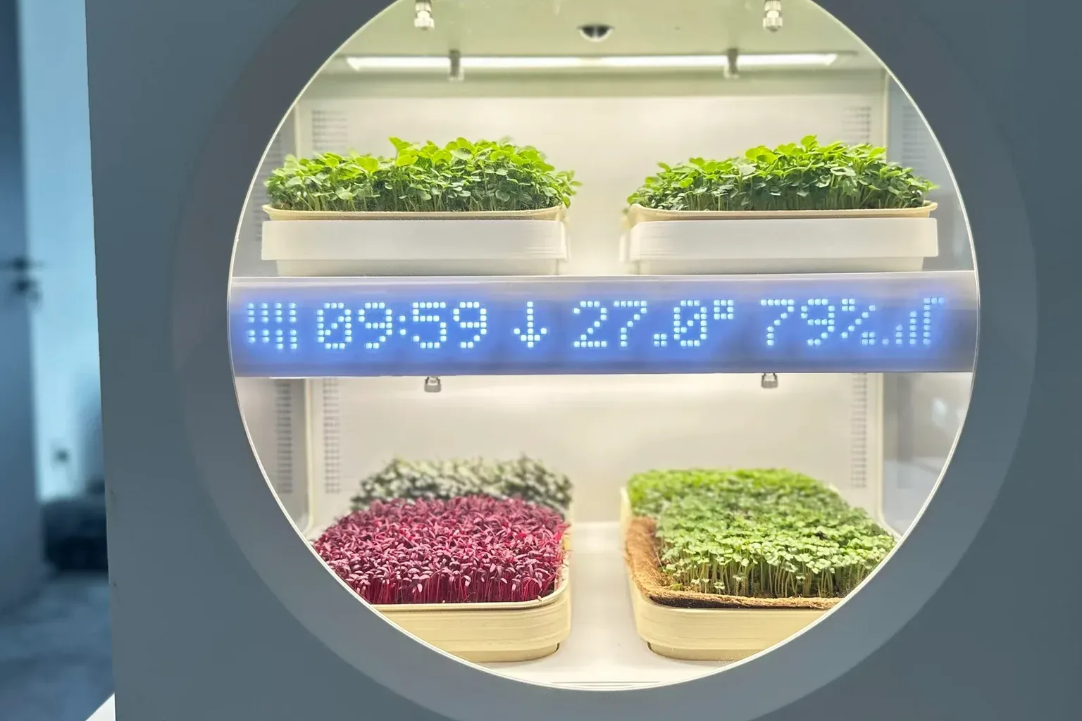 Luya Microgreens Grower — photo 1