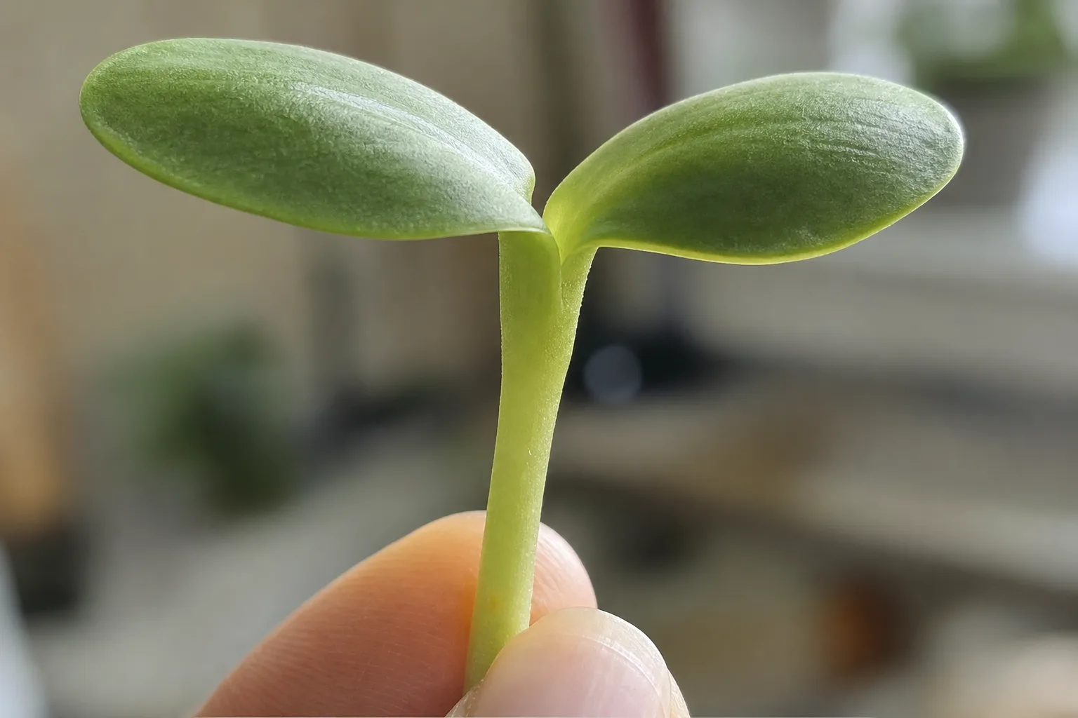 A single sunflower microgreen showing its thick juicy stem
