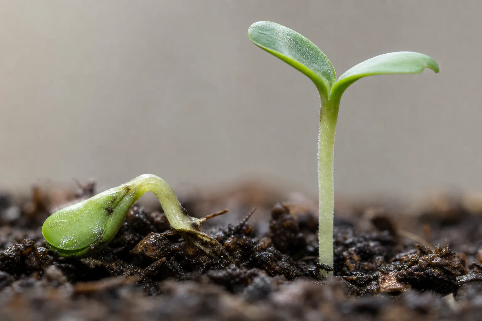 Two microgreen seedlings compared side by side, one collapsing from damping-off and one healthy and upright