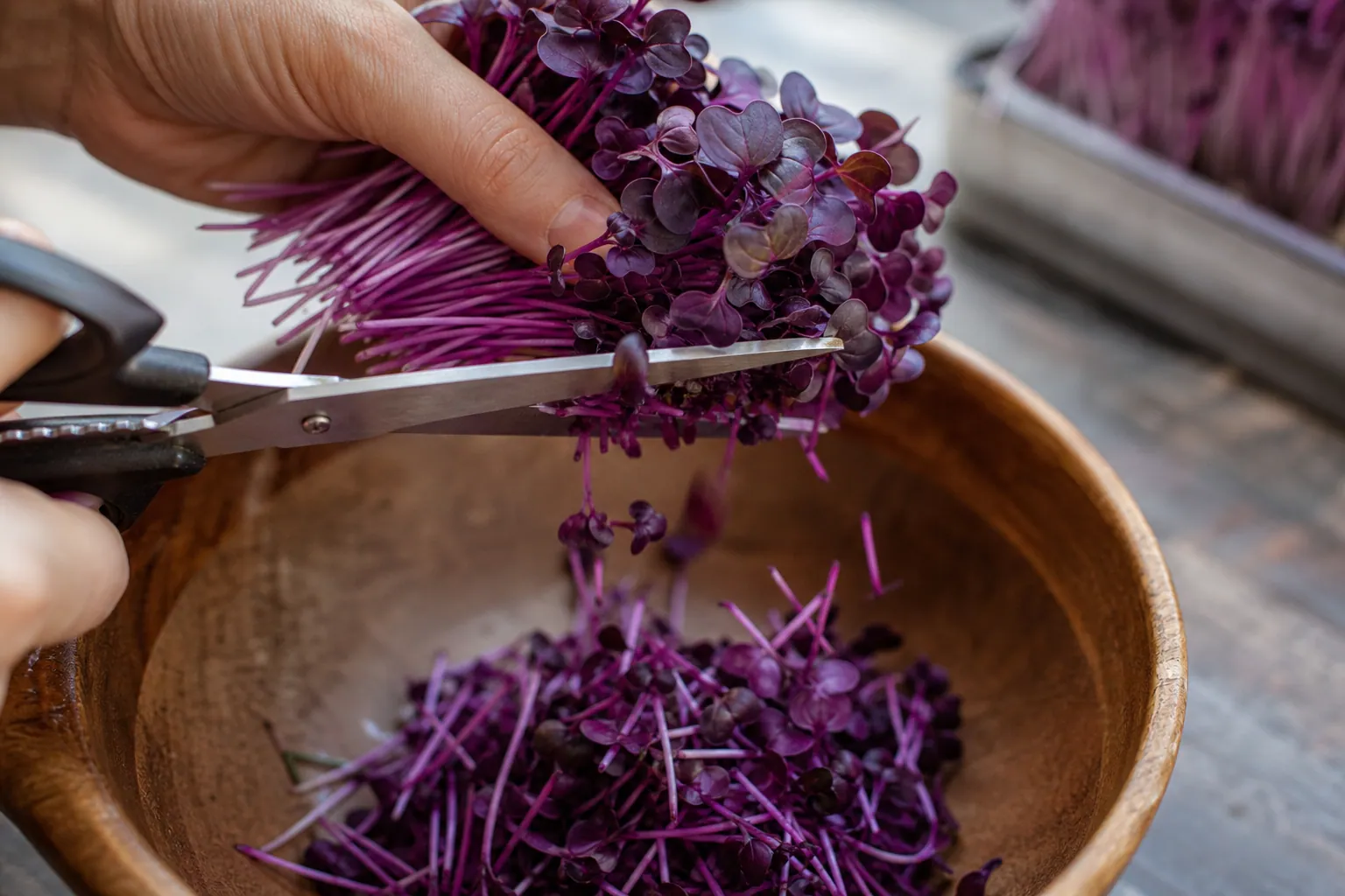 Microgreens Cholesterol — photo 1