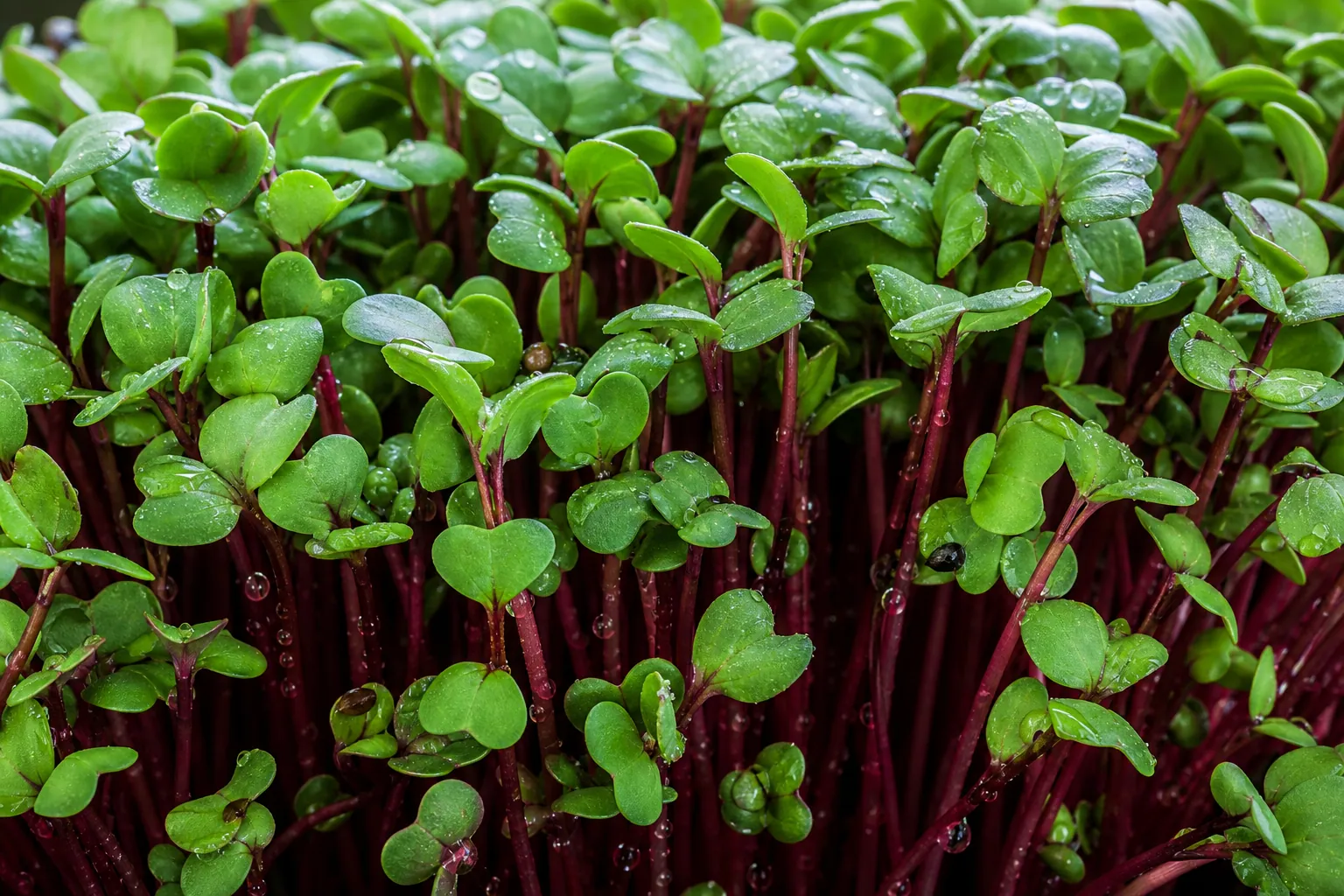 Microgreens Iron — photo 1