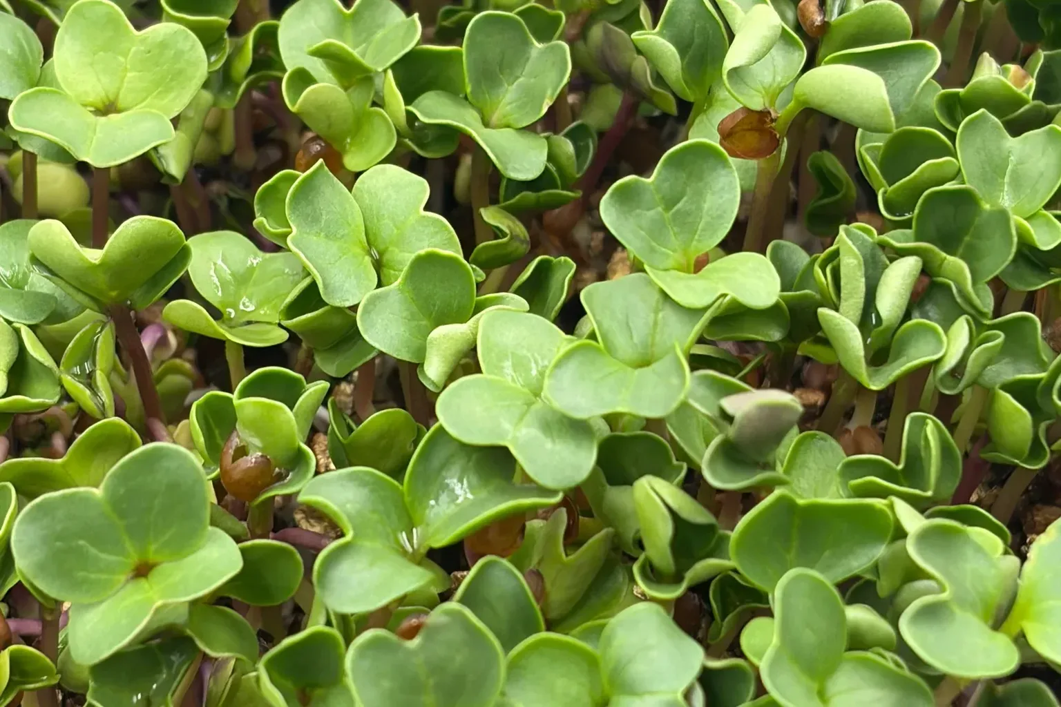 A hand snipping fresh sunflower microgreens onto hummus toast beside a countertop grower
