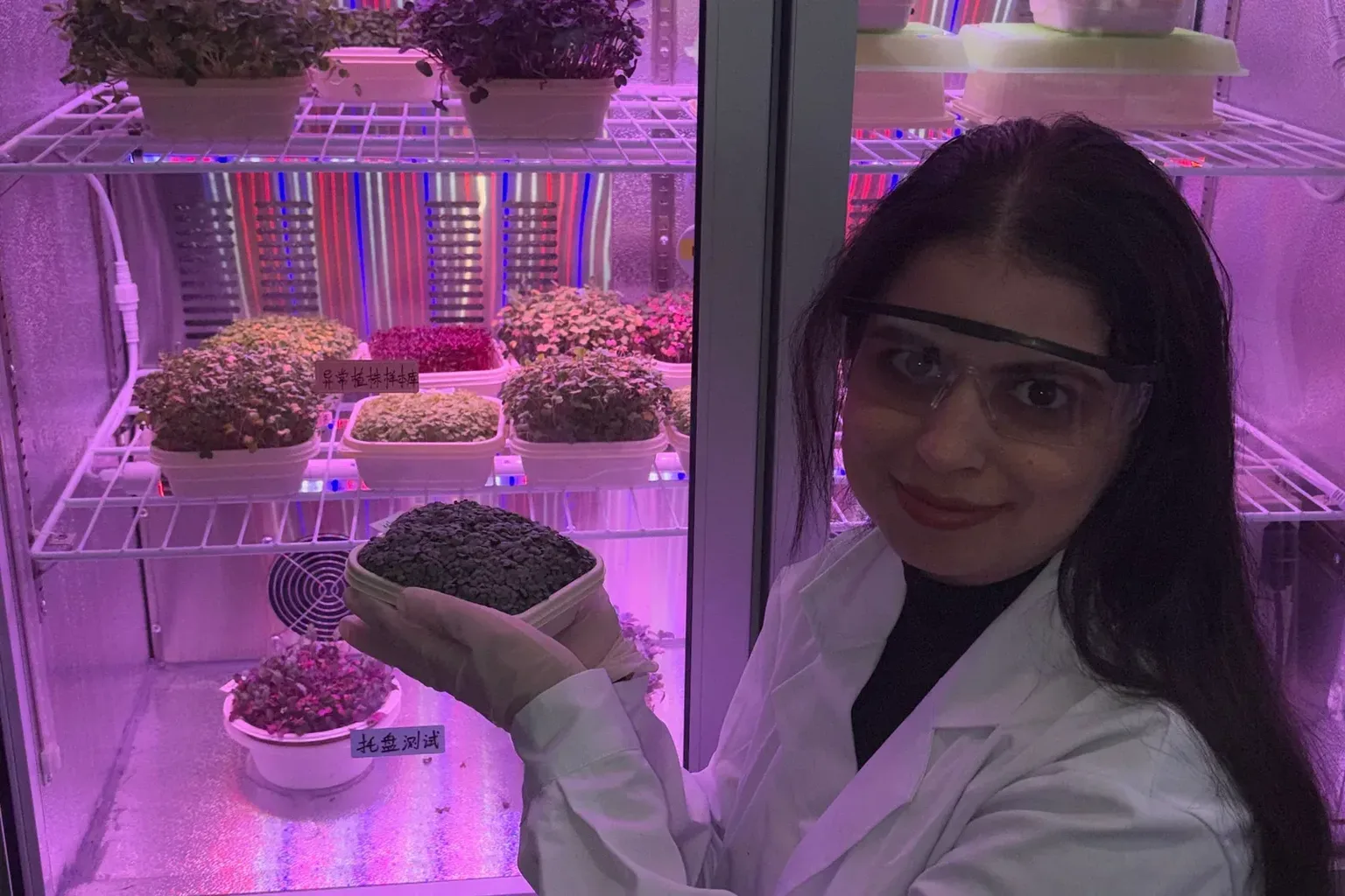 A countertop microgreens grower glowing with LED light on a kitchen counter