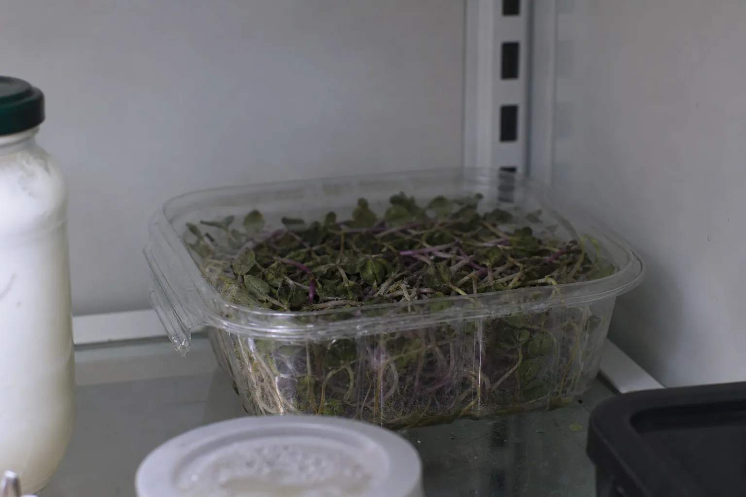 Store Bought Microgreens Expensive — photo 1