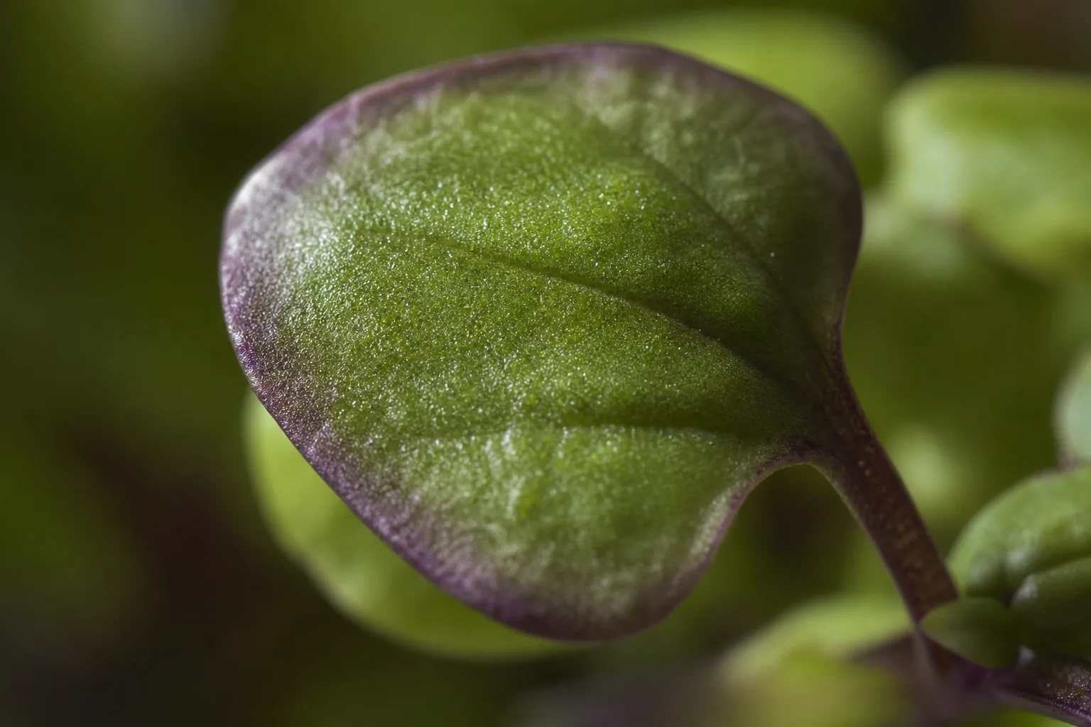 Close-up of a basil microgreen leaf with anthocyanin pigment at the edges