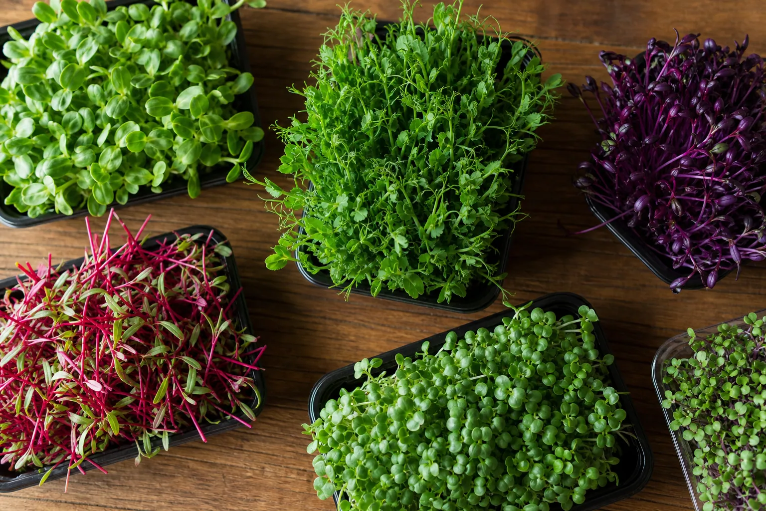 What Are Microgreens — photo 1